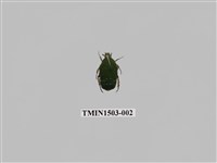 藏品(金龜子科(九))的圖片